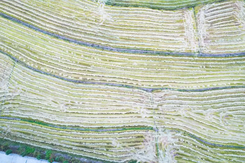2025年植物萃取护肤原料安全评估技术要点解析