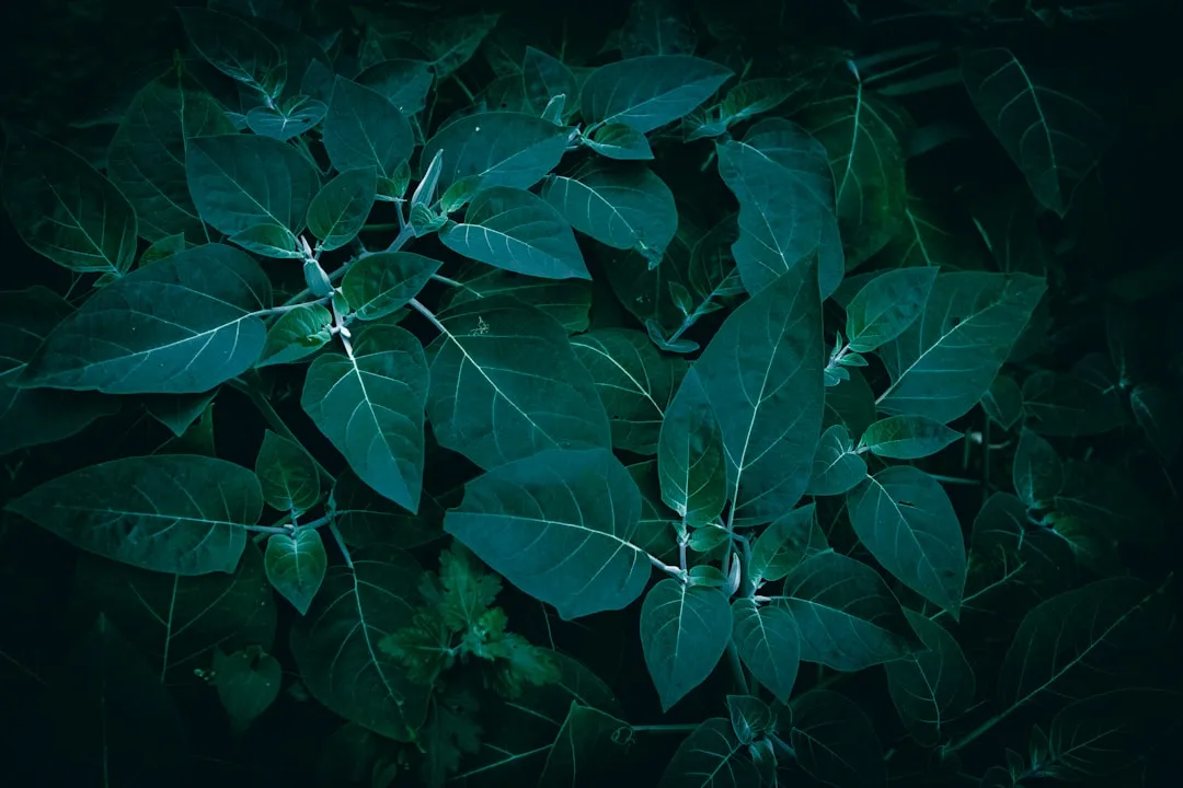 2025年植物萃取护肤原料在敏感肌护理领域的技术应用趋势正文配图 1