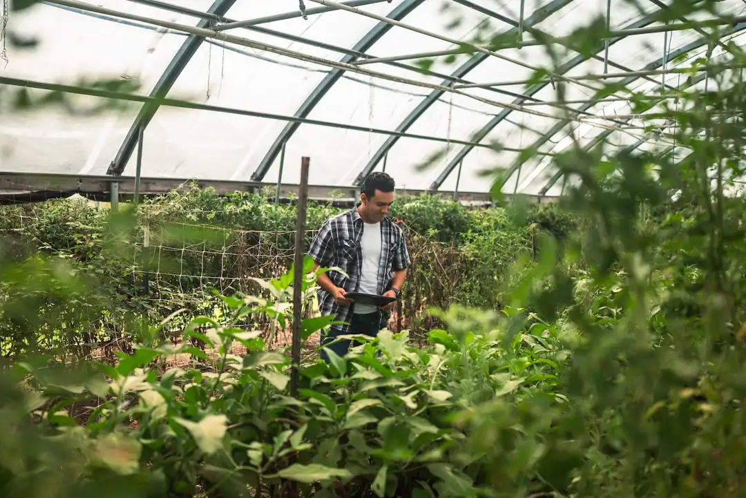 欧曼蔻蔻玫瑰纯露与茶树精油植物萃取工艺技术解析正文配图 1