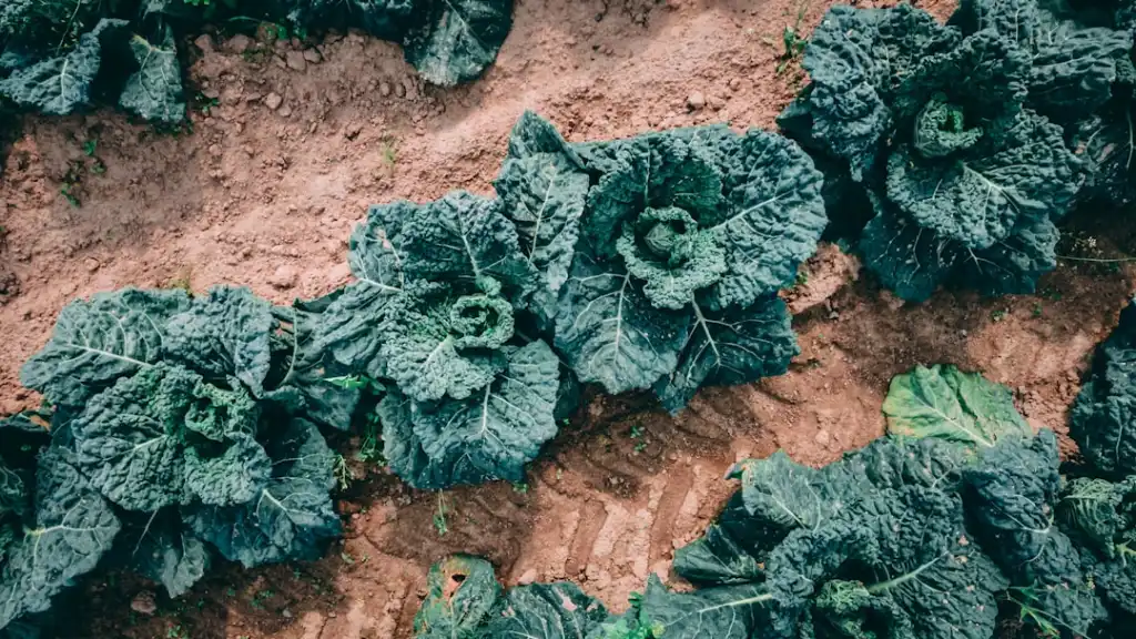 植物萃取护肤原料在欧曼蔻蔻系列产品中的技术应用研究