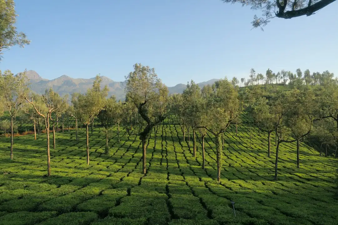 云南植物萃取护肤原料趋势：玫瑰纯露与茶树精油的应用前景正文配图 2